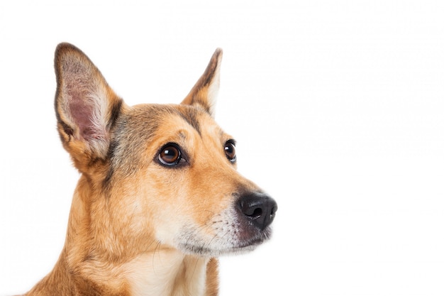 Chien de cheveux roux assis isolé sur blanc