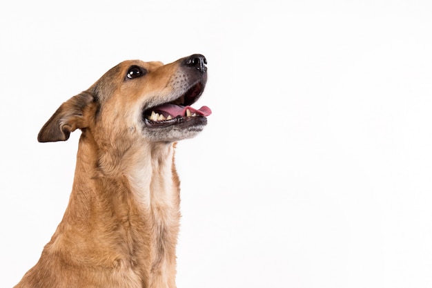 Chien cheveux roux assis, regardant la caméra, isolé sur blanc