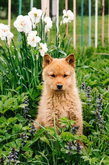 chien à cheveux roux Un chiot de Poméranie finlandaise d'un mois dans l'herbe avec des fleurs Karelochien finlandais