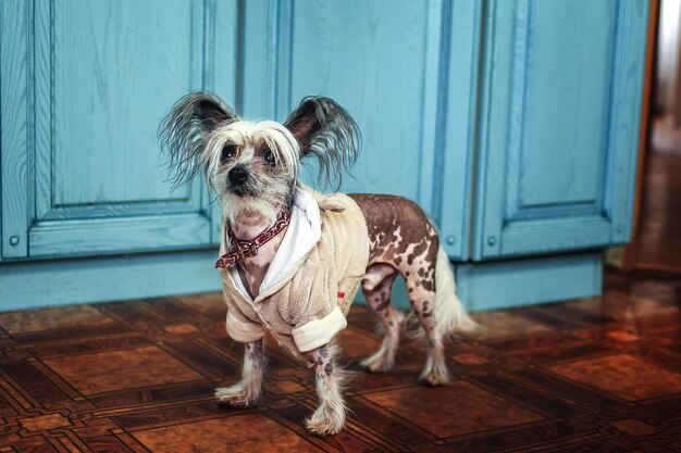 Photo chien avec des chiens