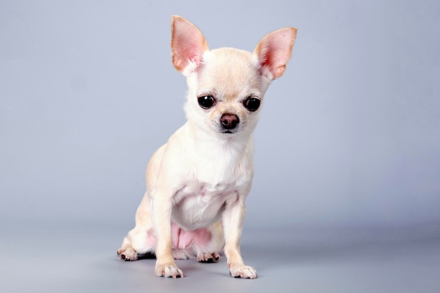 Photo chien chihuahua après mue express sur fond gris