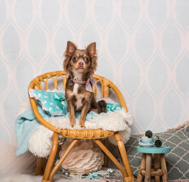 Chien Chihuahua assis sur une chaise en studio, portrait