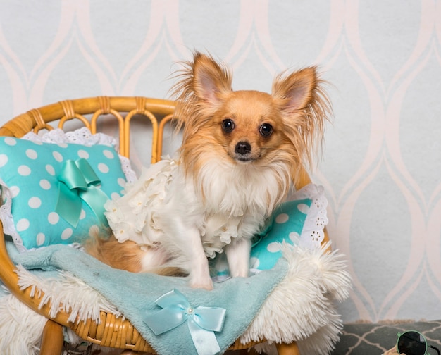 Chien Chihuahua assis sur une chaise en studio, portrait