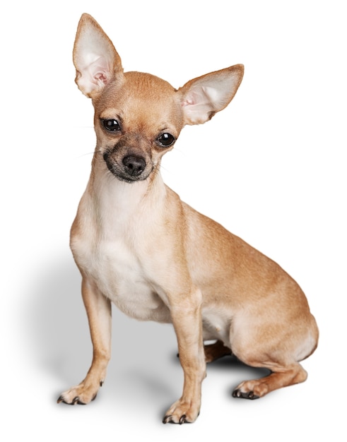 Chien Chihuahua assis sur un fond blanc