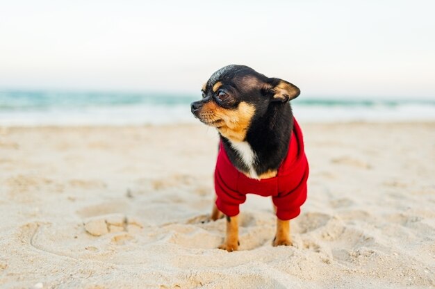 Chien chihuahua au bord de la mer. chien chihuahua marchant sur la plage. Chien noir dans un sweat à capuche rouge.