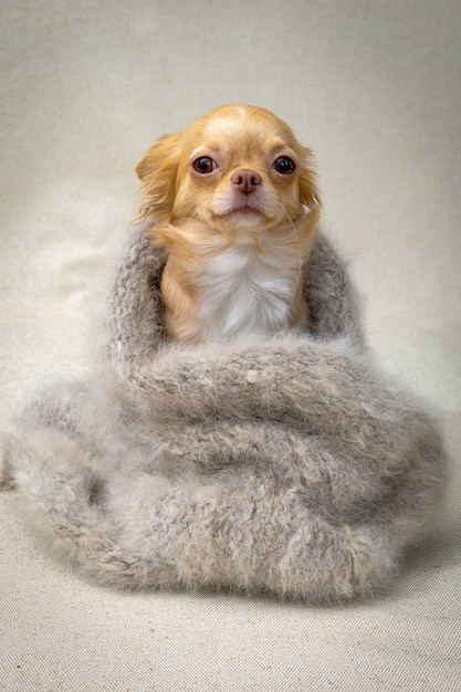 Un chien chihuahua aux cheveux roux est assis enveloppé dans un châle gris moelleux, portrait vertical.