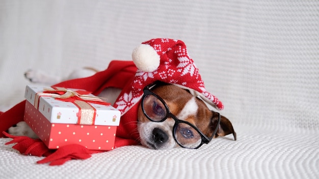 Chien Chihuahua en bonnet de Noel, verre et écharpe rouge avec cadeau de Noël s'allonger sur l'entraîneur. Joyeux Noël. Bonne année. chien de père Noël.