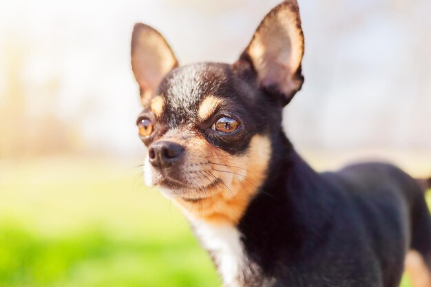 Un chien chihuahua brun noir et blanc se dresse sur un fond de nature Un animal de compagnie en promenade