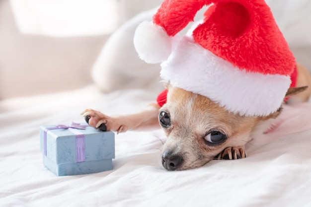 Chien chihuahua dans un chapeau de père Noël se trouve sur un lit blanc dans la nouvelle année