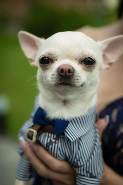 Chien Chihuahua dans la main en costume