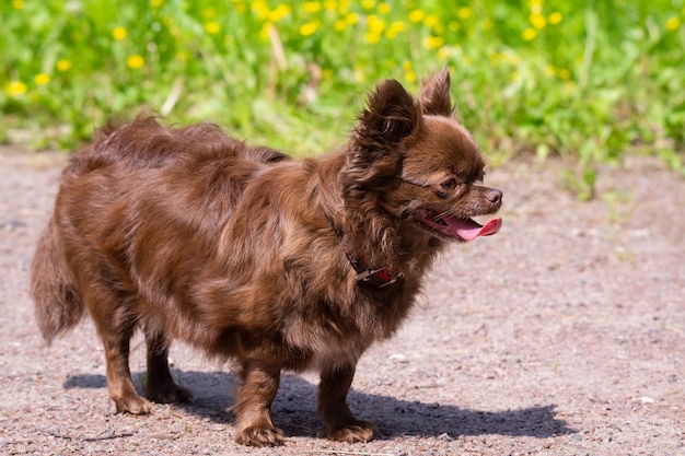 Chien Chihuahua dans le parc sur l'herbe verte