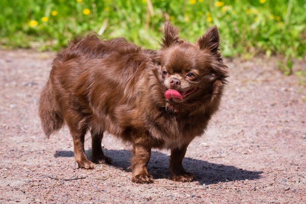 Chien Chihuahua dans le parc sur l'herbe verte