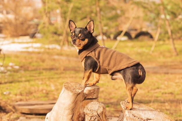 Chien Chihuahua dans le parc. Un petit chien Chihuahua dans un gilet marron