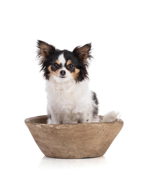 Chien Chihuahua dans un pot