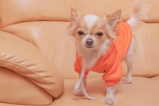 Chien Chihuahua dans un sweat à capuche orange sur un canapé en cuir beige