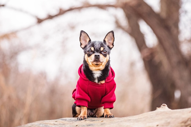 Chien Chihuahua dans un sweat à capuche rouge Mini chien animal de compagnie