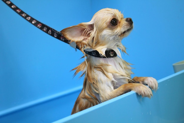 Chien chihuahua drôle avec fourrure humide debout dans une salle de bain après le bain et le lavage dans un salon de toilettage.