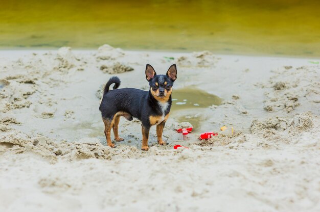 Chien chihuahua drôle posant sur une plage