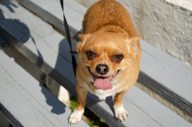 Un chien Chihuahua est assis sur un banc.