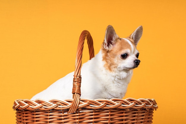 Un chien Chihuahua est assis dans un panier sur fond jaune