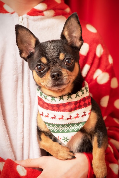 Un chien chihuahua est entre les mains d'une fille Chihuahua dans un bandana de Noël