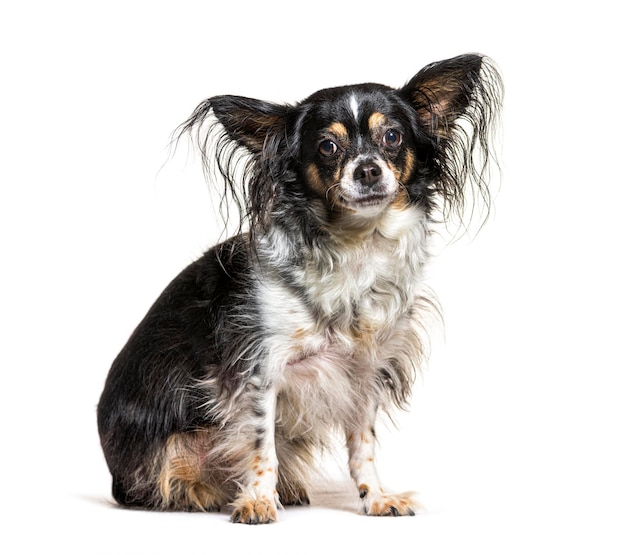 Chien Chihuahua, isolé sur fond blanc