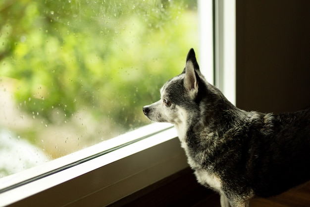 Un chien chihuahua noir regardait par la fenêtre par temps pluvieux.