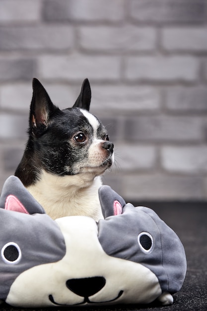 Chien Chihuahua à poil court posant à l'intérieur dans un gros jouet sur un fond de briques blanches