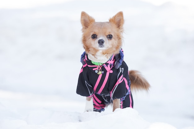 Chien chihuahua posant dans la neige