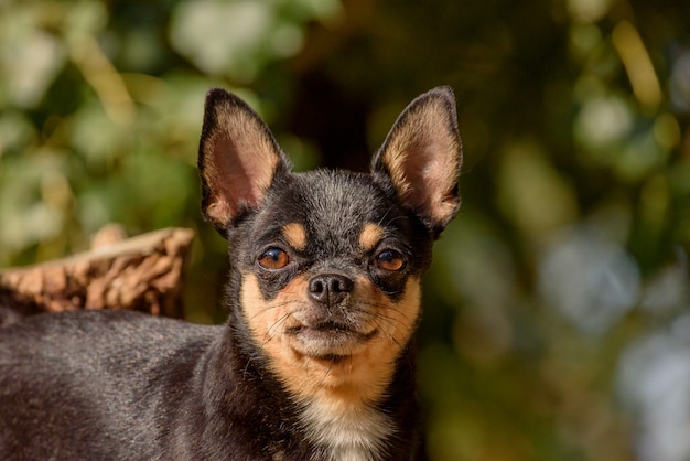 Chien Chihuahua pour une promenade. Chihuahua noir, marron et blanc. Chien à l'automne se promène dans le jardin ou dans le parc.