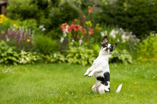 Le chien Chihuahua se dresse sur ses pattes arrière avec les yeux fermés sur fond de plantes vertes dans le