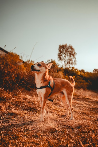 Photo un chien chihuahua se promène dans un parc avec un paysage de coucher de soleil