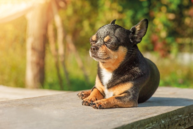 Un chien chihuahua se trouve sur le fond de la nature par une journée ensoleillée Mini chien en promenade