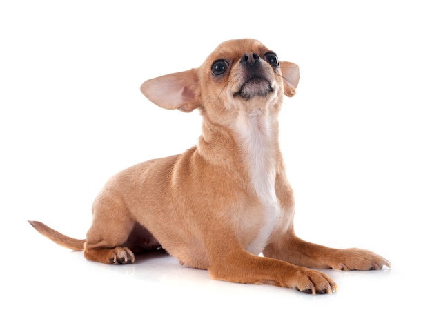 chien chihuahua