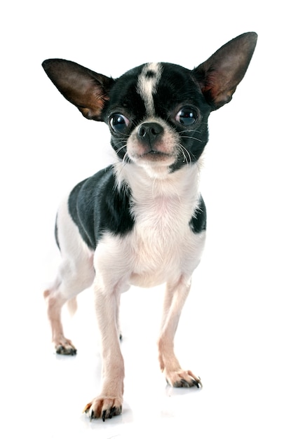 chien chihuahua