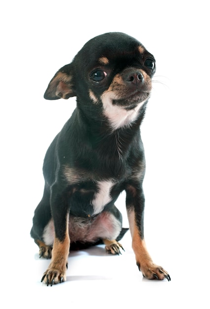 chien chihuahua