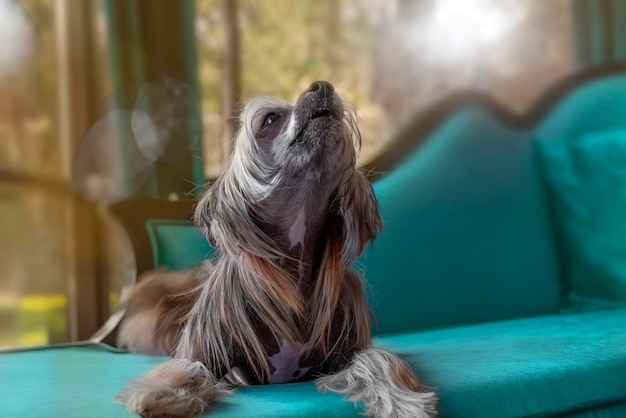 Photo le chien chinois à crête ment et chante sur un canapé bleu puriste. photo tonique.