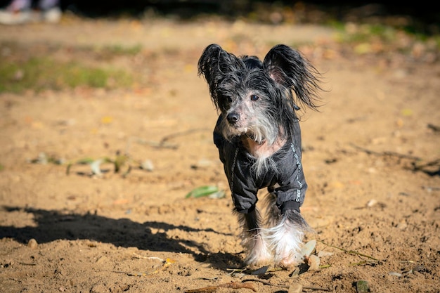 Chien chinois à crête sans poils debout vêtu d'une veste.