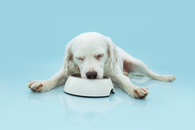 Chien Chiot Affamé Manger De La Nourriture Dans Un Bol Blanc Sur Bleu