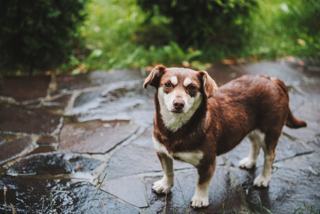 Chien ou chiot amical à l'extérieur après la pluie