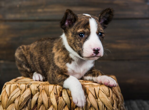 Chien chiot Basenji dans un panier sur un mur en bois