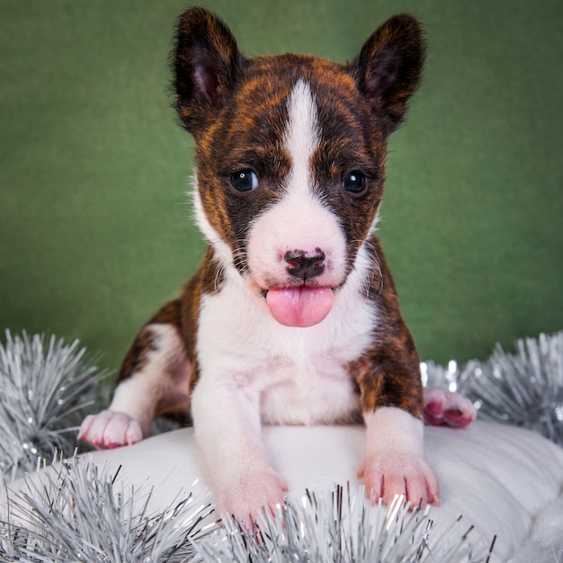 Chien chiot Basenji sur un oreiller moelleux blanc