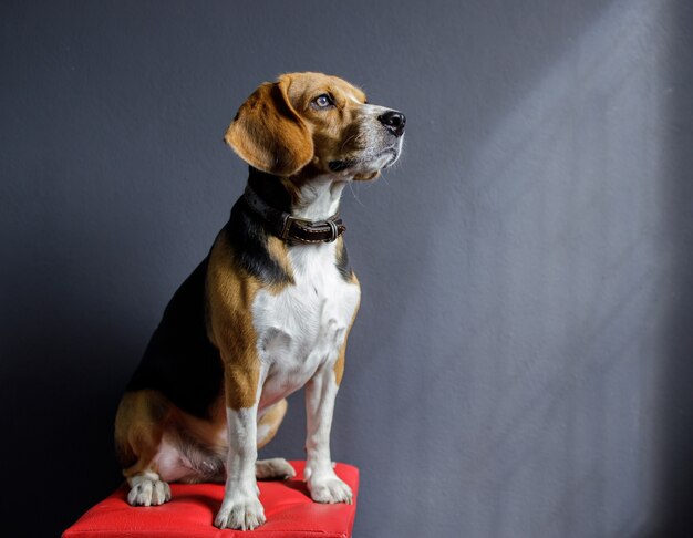 Chien chiot Beagle à la recherche sur écran gris