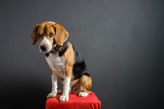 Chien chiot Beagle regardant vers le bas