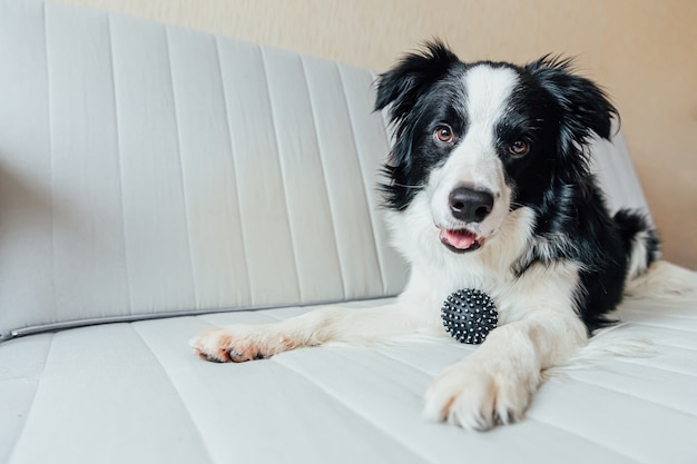 Chien chiot border collie jouant avec balle jouet sur le canapé à l'intérieur