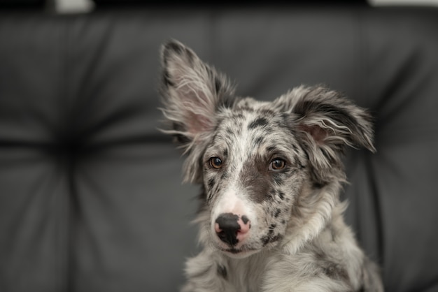 Chien chiot Border Collie Merle