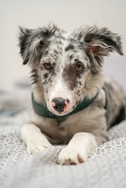 Chien chiot Border Collie Merle