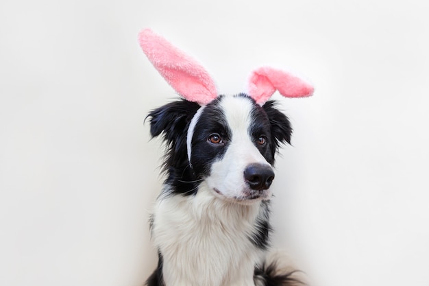 Chien chiot border collie portant des oreilles de lapin de Pâques isolé sur fond blanc