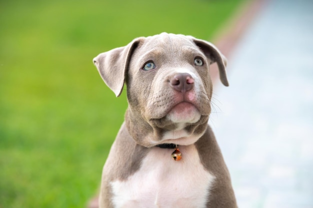 Chien chiot bully américain, animal de compagnie drôle et mignon