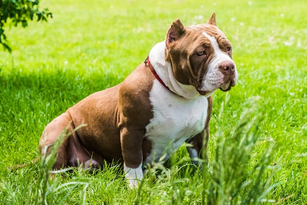 Le chien chiot bully américain de couleur chocolat est sur l'herbe verte